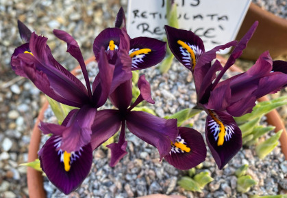 Iris reticulata 'Rejoice'